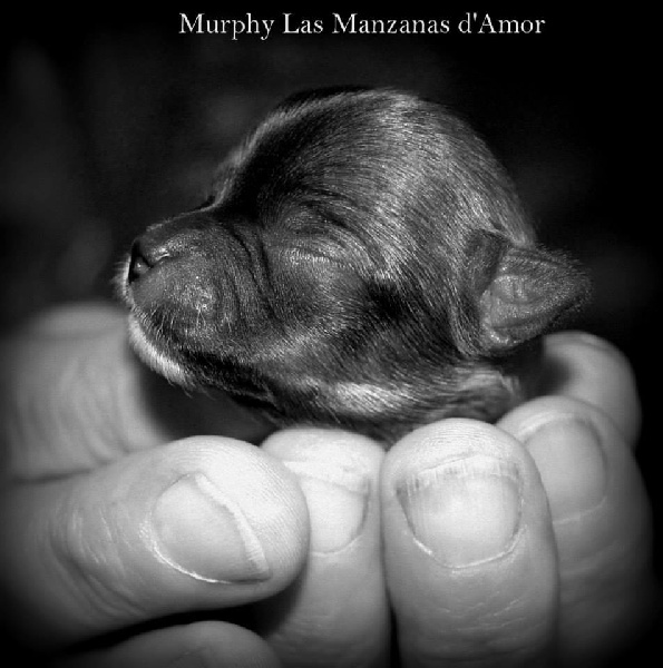 Bébés de Kianna Las Manzanas d'Amor X G-Star Août 2013