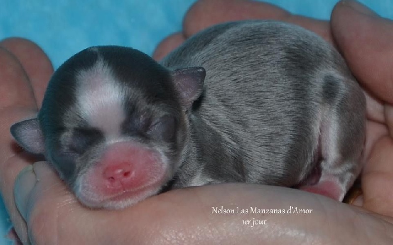Bébé Gwenny X Iniawa Las Manzanas d'Amor