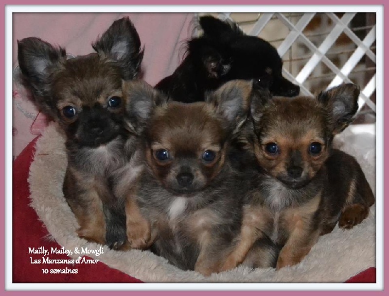 Chiot Chihuahua Las Manzanas D'amor