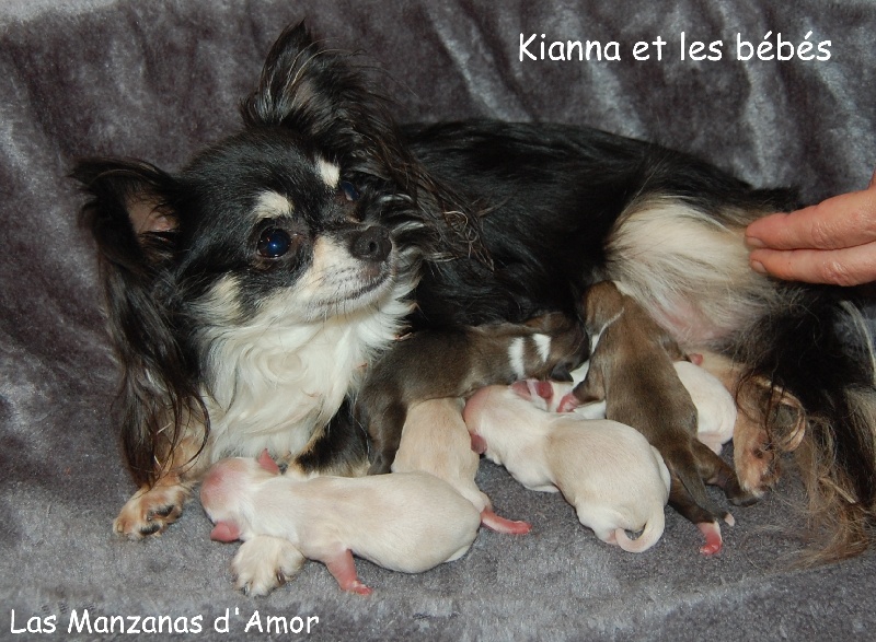 Chiot Chihuahua Las Manzanas D'amor