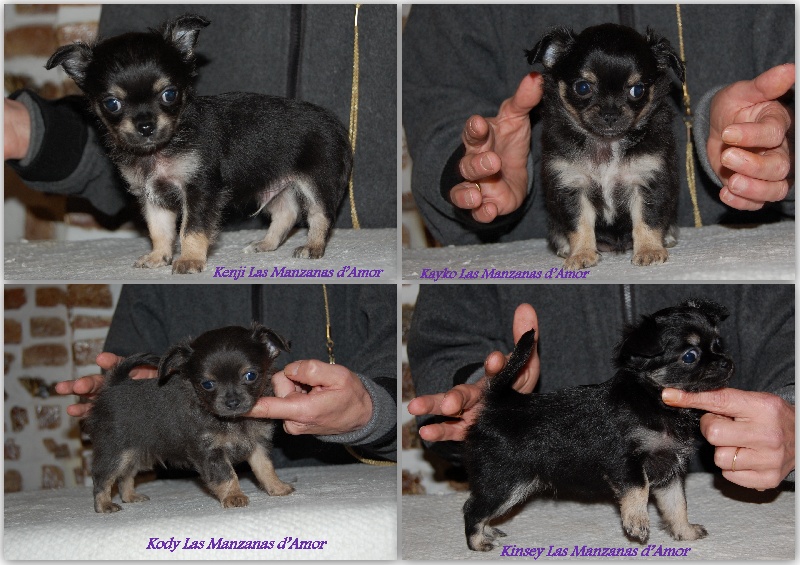 Chiot Chihuahua Las Manzanas D'amor